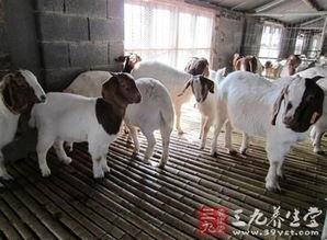 育肥羊爆料视频,揭秘育肥羊幕后爆料视频 第2张 育肥羊爆料视频,揭秘育肥羊幕后爆料视频 第2张